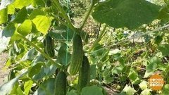 Такие разные огурчики. Доброе утро. Фрагмент выпуска от 30.07.2020