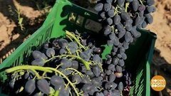 Кто ворует виноград? Доброе утро. Фрагмент выпуска от 30.07.2020