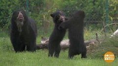 В мире. Пара андских медведей. Доброе утро. Фрагмент от 31.07.2020