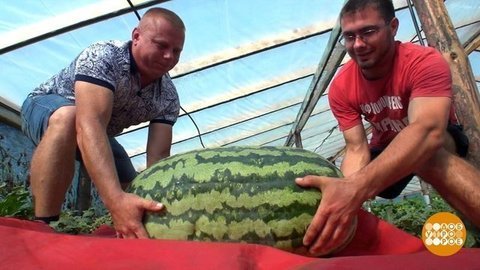 Чей арбуз больше? Доброе утро. Фрагмент выпуска от 03.08.2020