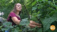 Арендуем дачу вместе с урожаем. Доброе утро. Фрагмент выпуска от 03.08.2020