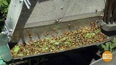 Выметайтесь, жуки! Доброе утро. Фрагмент выпуска от 03.08.2020