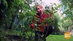Как приголубить голубику? Доброе утро. Фрагмент выпуска от 04.08.2020