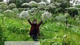 Новые способы борьбы с борщевиком ищут в российских регионах