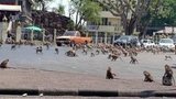 В Таиланде местных жителей терроризируют обезьяны