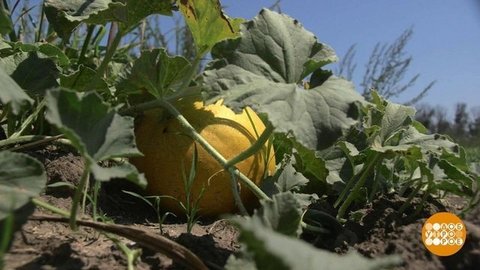 Ананасная, Канарская, Колхозница — все это дыни! Доброе утро. Фрагмент выпуска от 05.08.2020