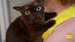 Киске жарко… Доброе утро. Фрагмент выпуска от 05.08.2020