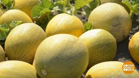 Ананасная, Канарская, Колхозница — все это дыни! Доброе утро. Фрагмент выпуска от 05.08.2020