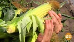 Царица полей. Доброе утро. Фрагмент выпуска от 06.08.2020