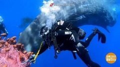 В мире. Спасли кита. Доброе утро. Фрагмент выпуска от 07.08.2020