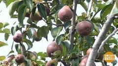 Лежит груша — можно скушать. Доброе утро. Фрагмент выпуска от 07.08.2020