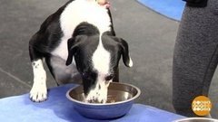 Чем накормить Шарика? В сухом остатке. Доброе утро. Фрагмент выпуска от 10.08.2020