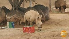 В мире. Белый носорожек. Доброе утро. Фрагмент выпуска от 10.08.2020