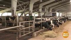 Счастливой корове робот еду приносит… Доброе утро. Фрагмент выпуска от 11.08.2020