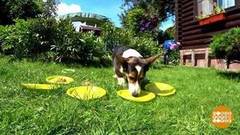 Чем накормить Шарика? Мокрое дело. Доброе утро. Фрагмент выпуска от 11.08.2020