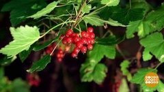 Смородина, размножайся! Доброе утро. Фрагмент выпуска от 14.08.2020