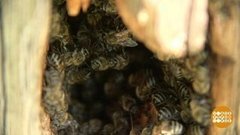 Бурзянские пчелы и их дикий мед. Доброе утро. Фрагмент выпуска от 14.08.2020