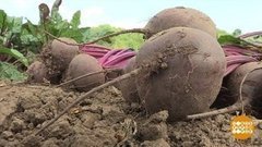 Всем свекольного настроения! Доброе утро. Фрагмент выпуска от 18.08.2020