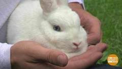 Кролик в аренду. Доброе утро. Фрагмент выпуска от 18.08.2020