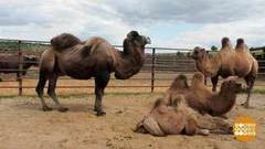 Плодятся и размножаются… Доброе утро. Фрагмент выпуска от 19.08.2020