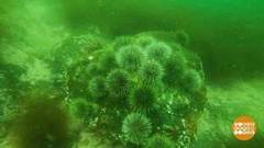 В гости к морским ежам. Доброе утро. Фрагмент выпуска от 19.08.2020