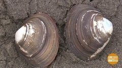 Где прячется спизула? Доброе утро. Фрагмент выпуска от 20.08.2020