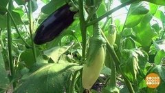Баклажаны: и красненькие тоже! Доброе утро. Фрагмент выпуска от 21.08.2020