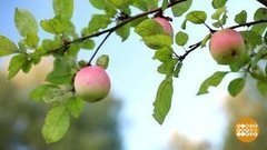 Рекордные яблоки и яблочные рекорды. Доброе утро. Суббота. Фрагмент выпуска от 22.08.2020