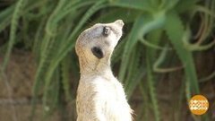 В мире. Праздник для зверей. Доброе утро. Фрагмент выпуска от 24.08.2020