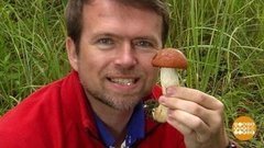 Белый «полковник», он же боровик. Доброе утро. Фрагмент выпуска от 25.08.2020