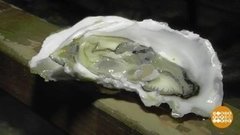 Выросла устрица большая-пребольшая. Доброе утро. Фрагмент выпуска от 28.08.2020