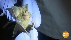 В мире. Изучение летучих мышей. Доброе утро. Фрагмент выпуска от 28.08.2020