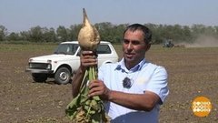 Сколько сахара в сахарной свекле? Доброе утро. Фрагмент выпуска от 01.09.2020