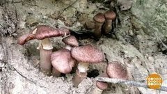 Тихая охота за первыми опятами. Доброе утро. Фрагмент выпуска от 02.09.2020