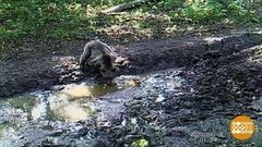 Угощайтесь, мишки! Доброе утро. Фрагмент выпуска от 08.09.2020