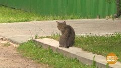 Бросили — и забыли? Доброе утро. Фрагмент выпуска от 11.09.2020