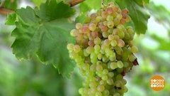 Все оттенки винограда. Доброе утро. Суббота. Фрагмент выпуска от 12.09.2020