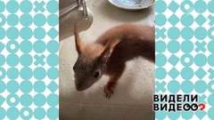Белка против салфеток. Видели видео? Фрагмент выпуска от 13.09.2020