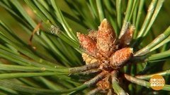 Лес. «Про запас». Доброе утро. Фрагмент выпуска от 15.09.2020