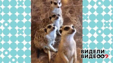 Видели видео? Анонс