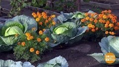 Грядки, к новому сезону готовьсь! Доброе утро. Фрагмент выпуска от 18.09.2020