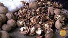 Орехи грецкие, они же «царские». Доброе утро. Фрагмент выпуска от 18.09.2020