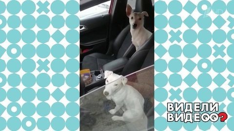 Самый милый нарушитель ПДД. Видели видео? Фрагмент выпуска от 20.09.2020