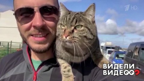 Кот-путешественник. Видели видео? Фрагмент выпуска от 20.09.2020