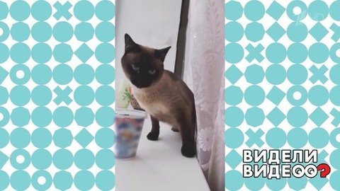 Битва за сметану. Видели видео? Фрагмент выпуска от 20.09.2020