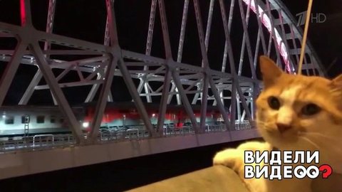 Рабочие будни кота Мостика. Видели видео? Фрагмент выпуска от 20.09.2020