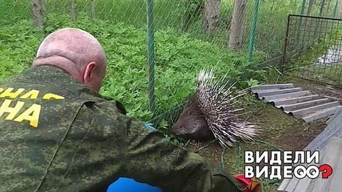 Как в Подмосковье дикобраза ловили. Видели видео? Фрагмент выпуска от 20.09.2020