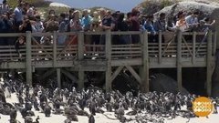 В мире. Весна в Кейптауне. Доброе утро. Фрагмент выпуска от 21.09.2020