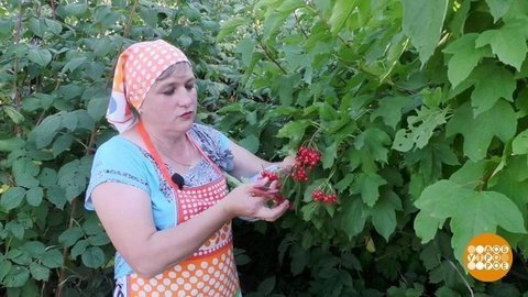 За лекарством — в лес. Доброе утро. Фрагмент выпуска от 23.09.2020