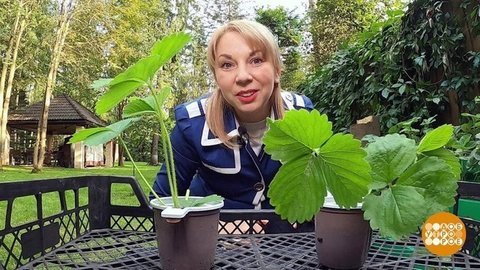 Сами с усами. И с клубникой. Доброе утро. Фрагмент выпуска от 23.09.2020